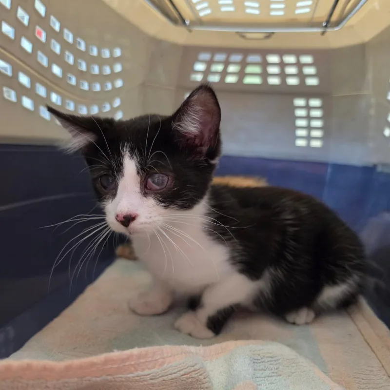 A baby small-sized female Black Domestic Short Hair cat named Cheech for adoption in Mount Juliet, TN