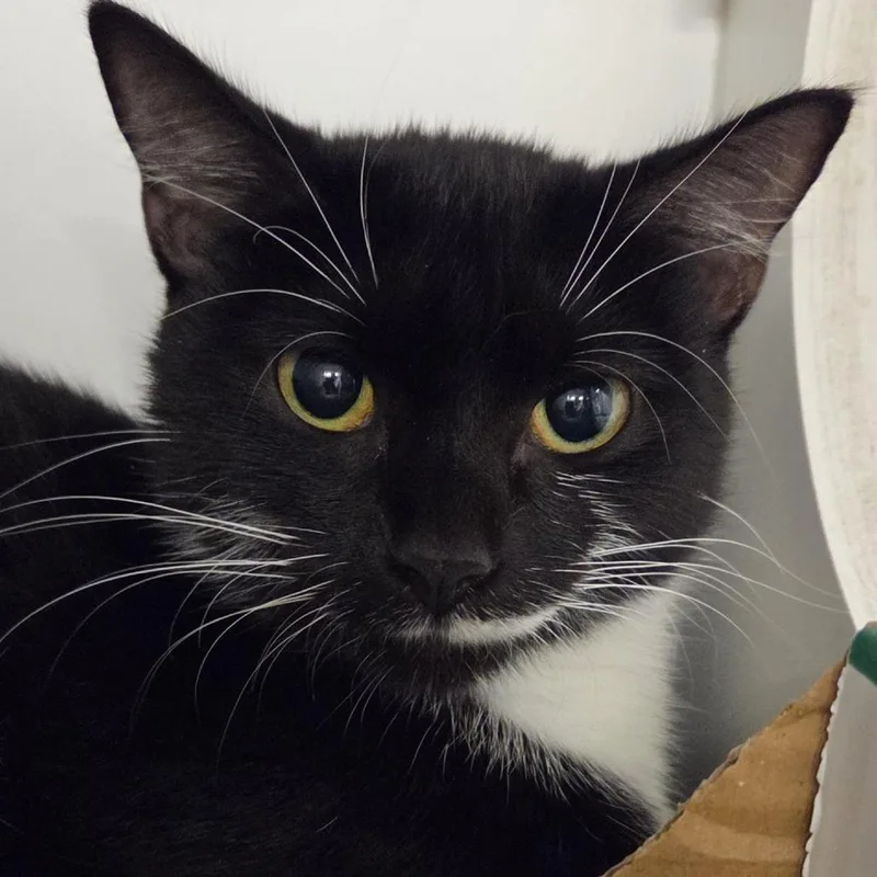 A young medium-sized female Black Domestic Short Hair cat named Sylvie for adoption in Voorhees, NJ