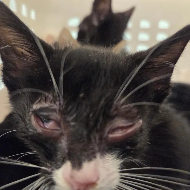 A baby small-sized male Black Domestic Short Hair cat named Koi for adoption in Chattanooga, TN