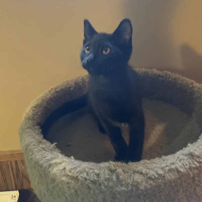 A baby small-sized male Domestic Short Hair cat named Speckles for adoption in Bismarck, ND