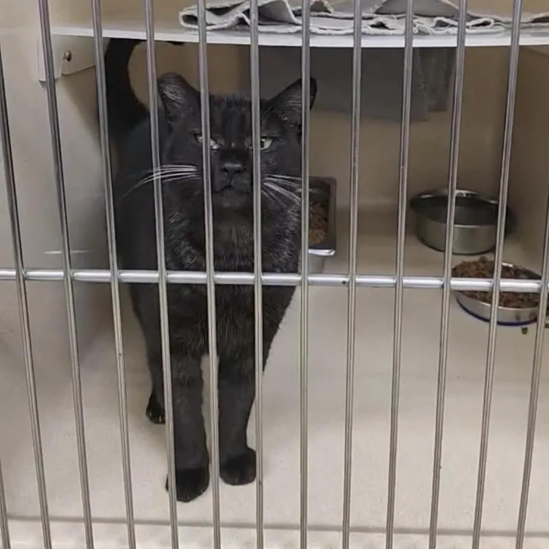 Peppercorn thumbnail 4