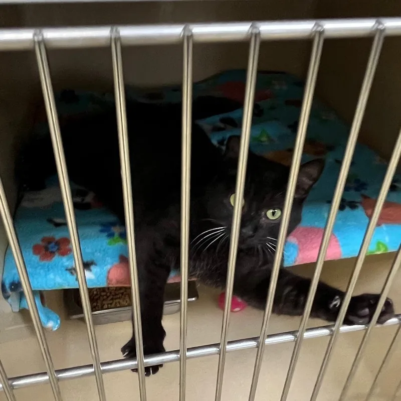 Peppercorn thumbnail 5