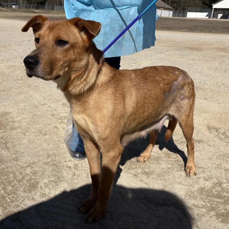 An adult medium-sized female Brown / Chocolate Shepherd dog named Brown Sugar for adoption in LOXAHATCHEE, FL
