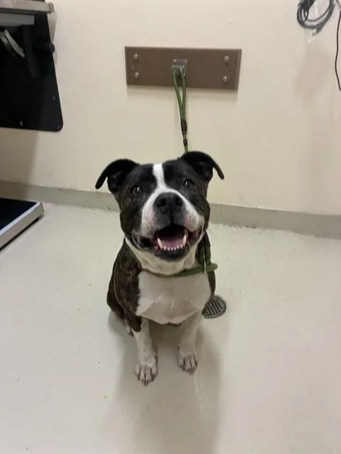 A young medium-sized male Pit Bull Terrier dog named Oreo for adoption in Fremont, CA