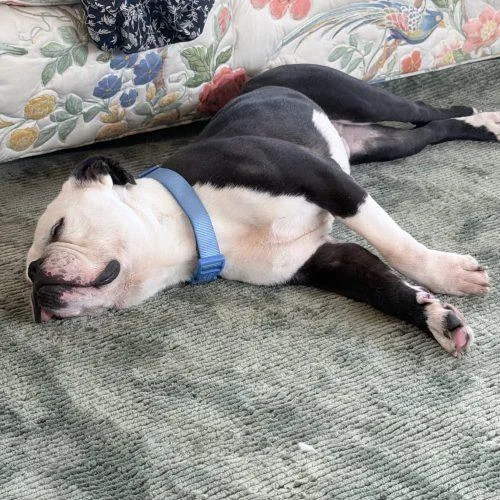 A young medium-sized male Bicolor English Bulldog dog named Diesel for adoption in Chicago, IL