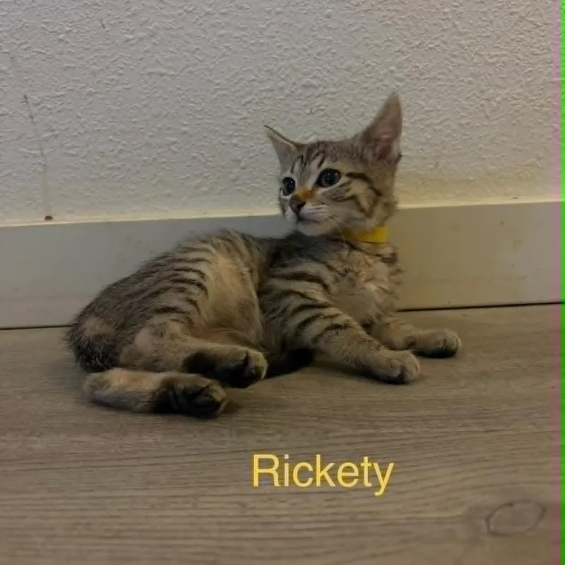 A baby small-sized female Domestic Short Hair cat named Rickety for adoption in Allyn, WA