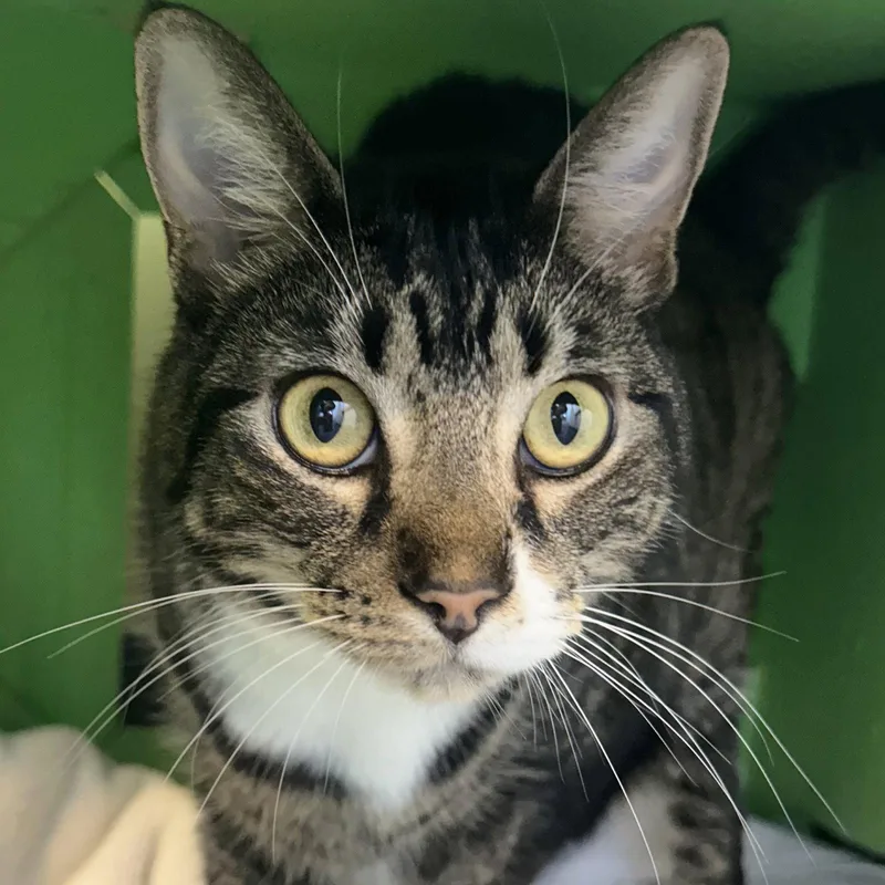 An adult medium-sized female Black Domestic Short Hair cat named Oni & Yminnie for adoption in Burlingame, CA