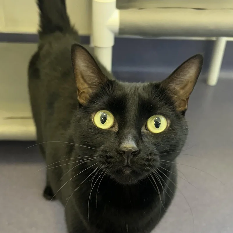 Oni & Yminnie thumbnail 2