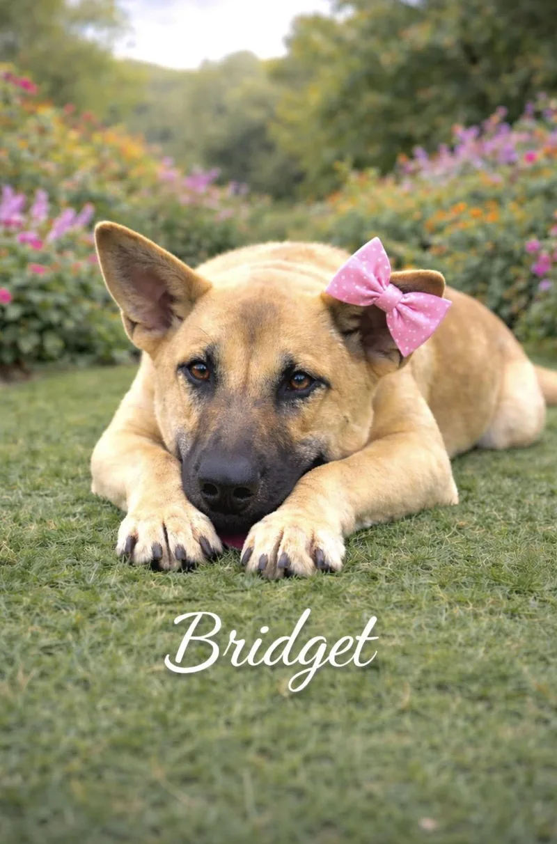 Bridget thumbnail 4
