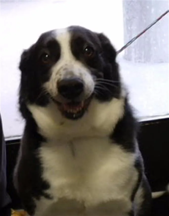 An adult large-sized female Border Collie dog named Snoopy for adoption in Tulsa, OK