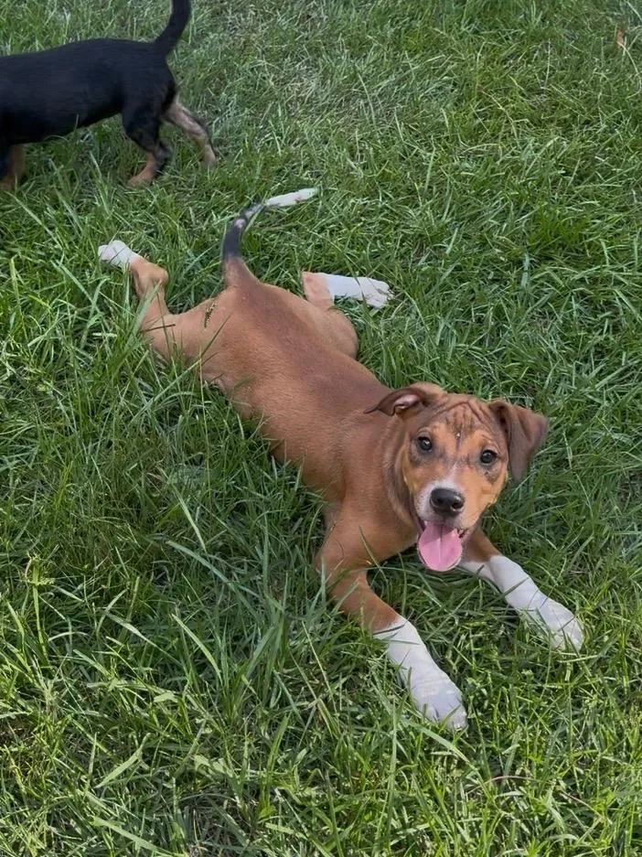 A baby medium-sized male Golden Hound dog named Rex for adoption in Semmes, AL