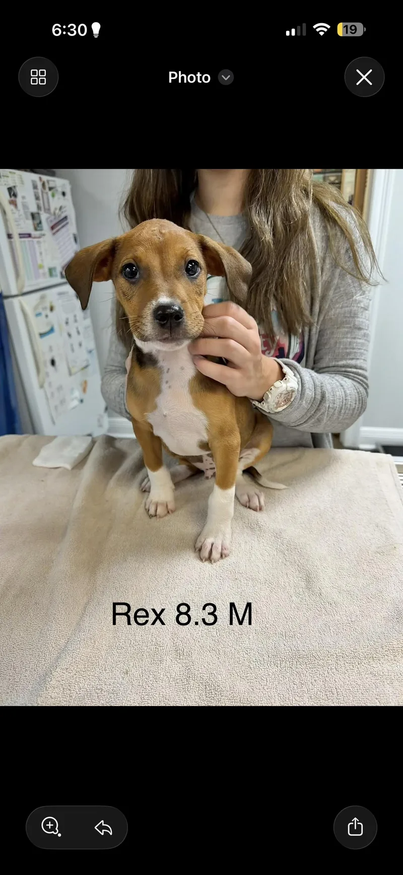 Rex thumbnail 2