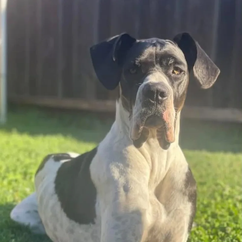 Marley Mae