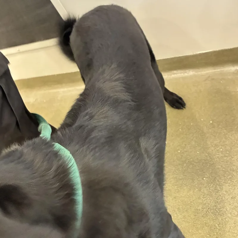 An adult large-sized female Black Labrador Retriever dog named Luna for adoption in Harrisonburg, VA