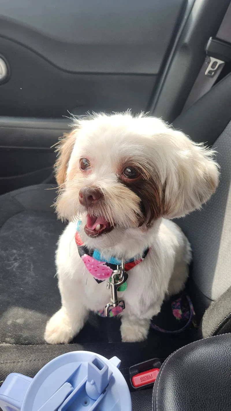 An adult small-sized female Shih Tzu dog named Bella for adoption in Coppell, TX