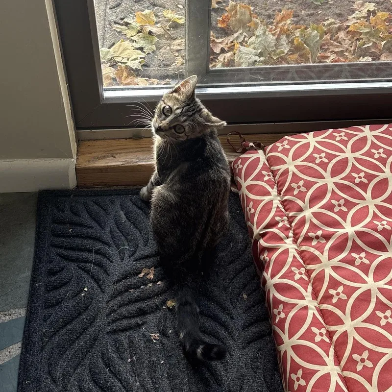 A baby small-sized female Domestic Short Hair cat named Jolene for adoption in Saugerties, NY