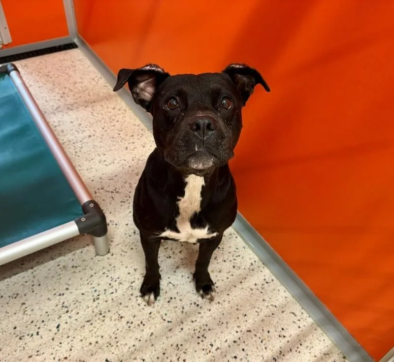 An adult medium-sized female Black Pit Bull Terrier dog named Emmy for adoption in Providence Forge, VA