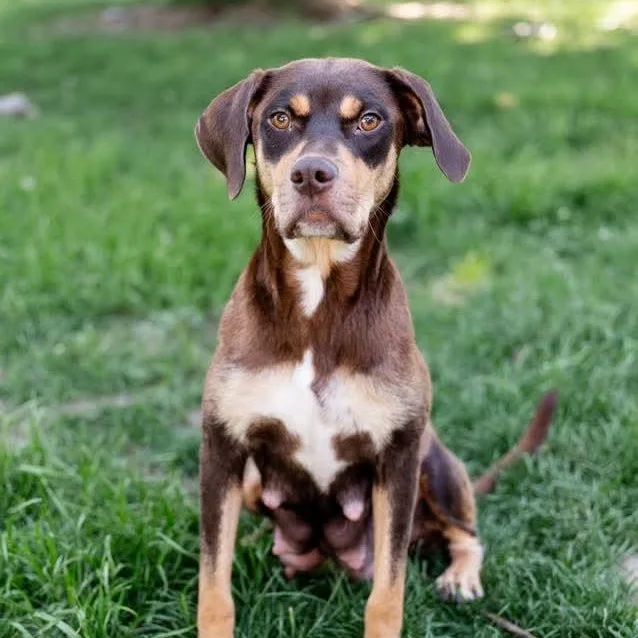 An adult medium-sized female Husky dog named Stella for adoption in East Peoria, IL
