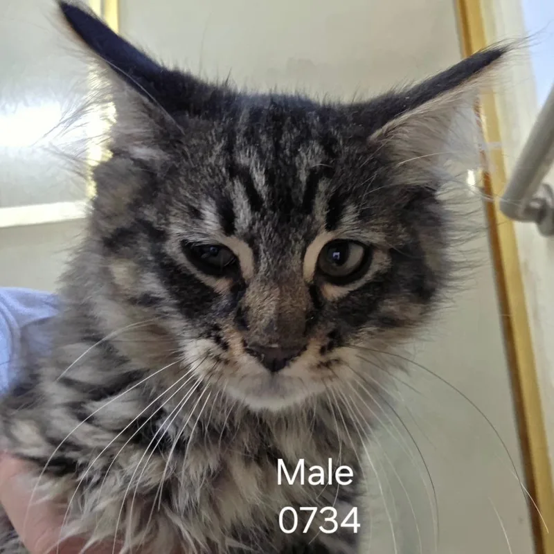 A baby small-sized male Black American Shorthair cat named Haneul for adoption in Klamath Falls, OR
