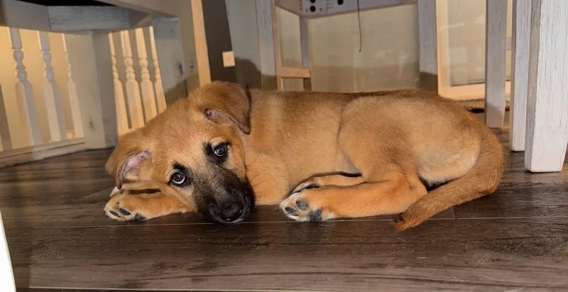 A baby medium-sized female Shepherd dog named Wasabi for adoption in Hillside, IL