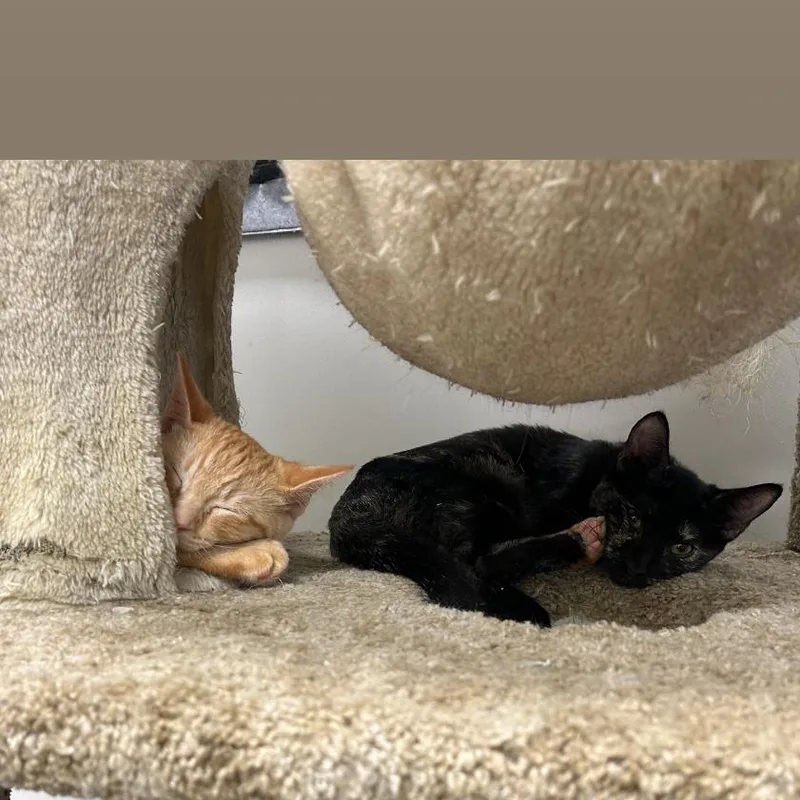 A baby small-sized male Orange / Red Domestic Short Hair cat named Butterscotch for adoption in Hemet, CA