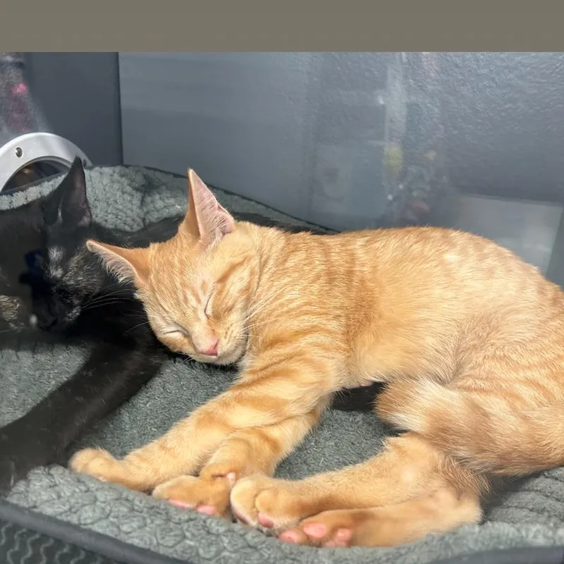 Butterscotch thumbnail 3