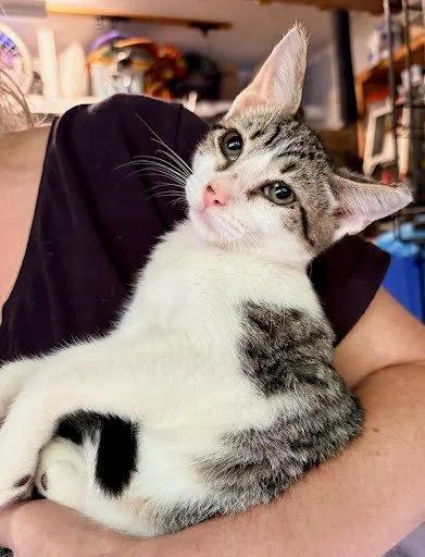 A baby small-sized male Tabby (Gray / Blue / Silver) Domestic Short Hair cat named Eli for adoption in Raleigh, NC