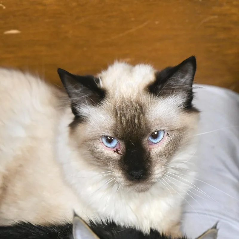 A young medium-sized male Buff / Tan / Fawn Siamese cat named Sandy for adoption in Hot Springs, AR
