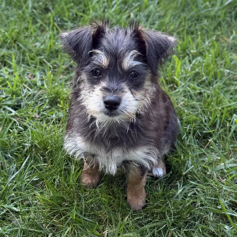 Zola