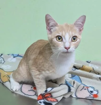 A young small-sized female Domestic Short Hair cat named Eleanor for adoption in Taylorsville, NC