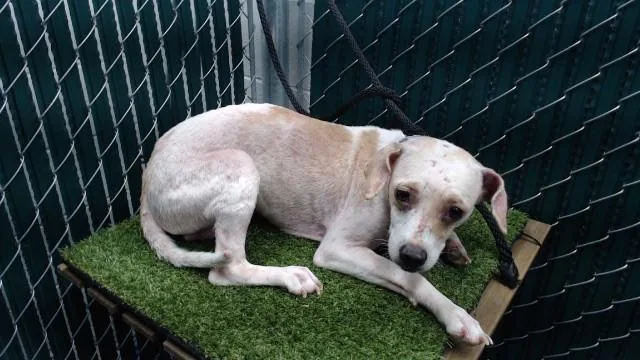 A young medium-sized male Beagle dog named David for adoption in Downey, CA