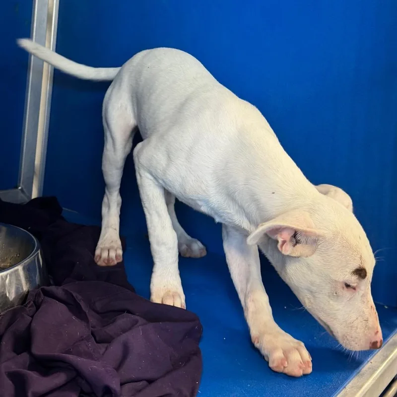 A baby small-sized female White / Cream Mixed Breed dog named Nina for adoption in Las Cruces, NM