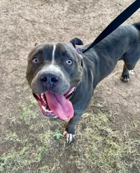 A young large-sized male Pit Bull Terrier dog named Hugo for adoption in Tulsa, OK