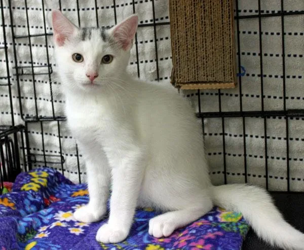 A baby small-sized male White Domestic Short Hair cat named Michael for adoption in Mansfield, MA