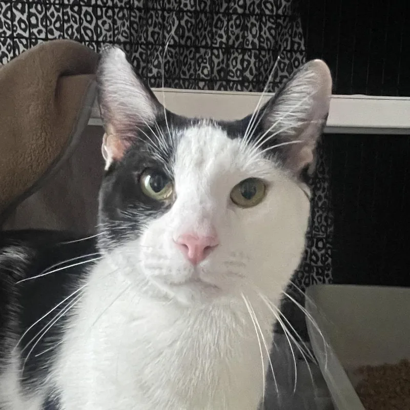 A young medium-sized male Black Domestic Short Hair cat named Horace for adoption in Chicago, IL