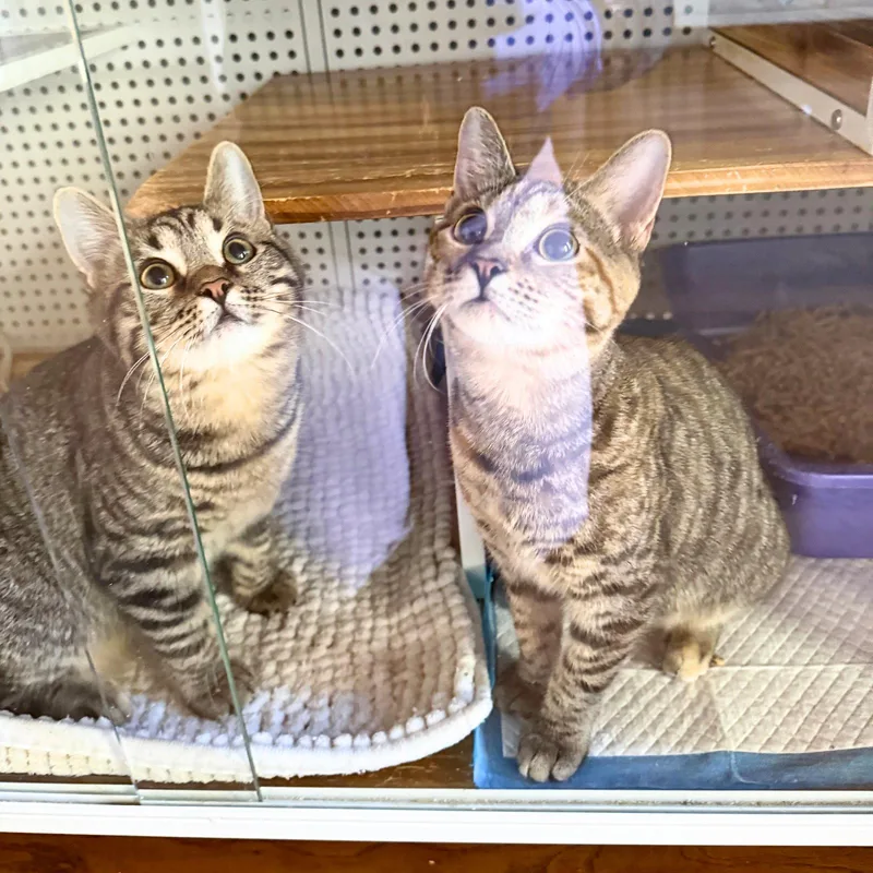 A baby medium-sized female Domestic Short Hair cat named Argon & Radon for adoption in Brooklyn, NY