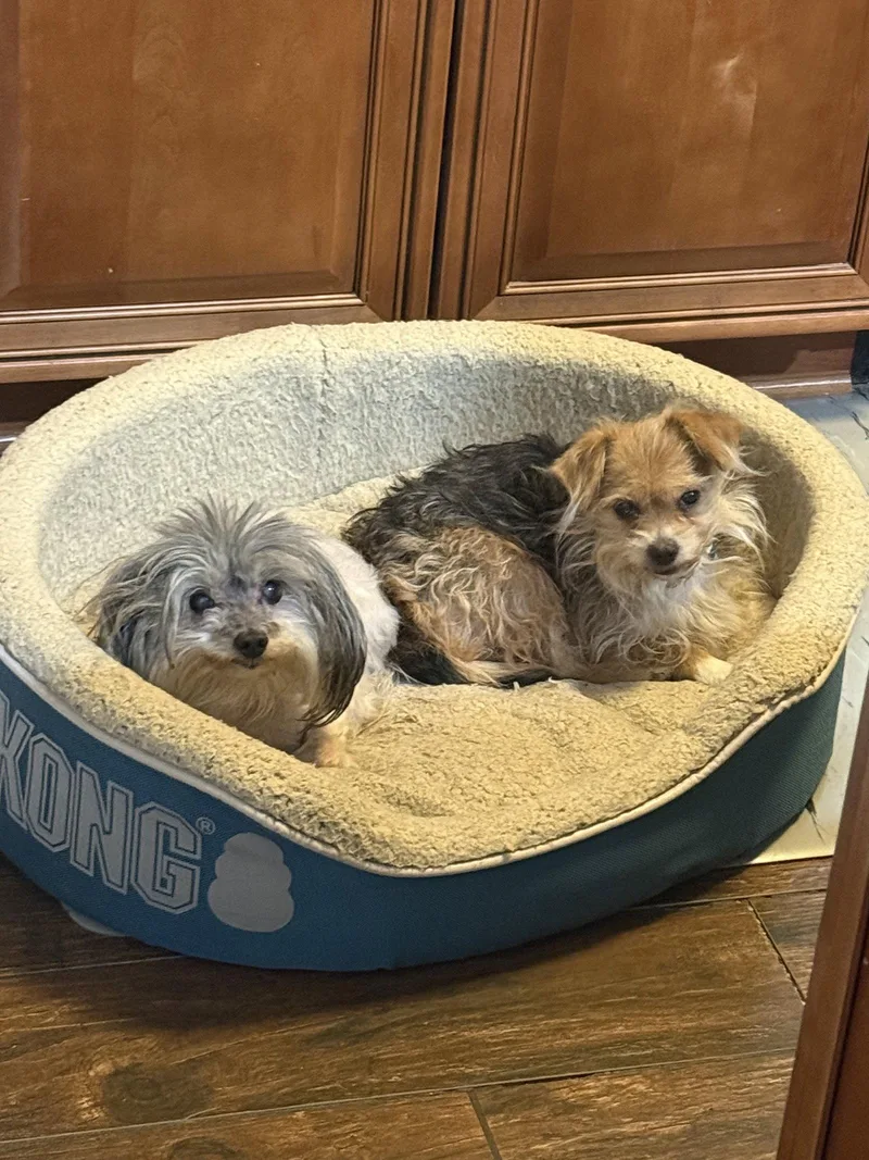 A senior small-sized male Maltese dog named Harrybonded for adoption in Herndon, VA