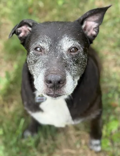 A senior medium-sized female Labrador Retriever dog named Chavely for adoption in Malvern, PA