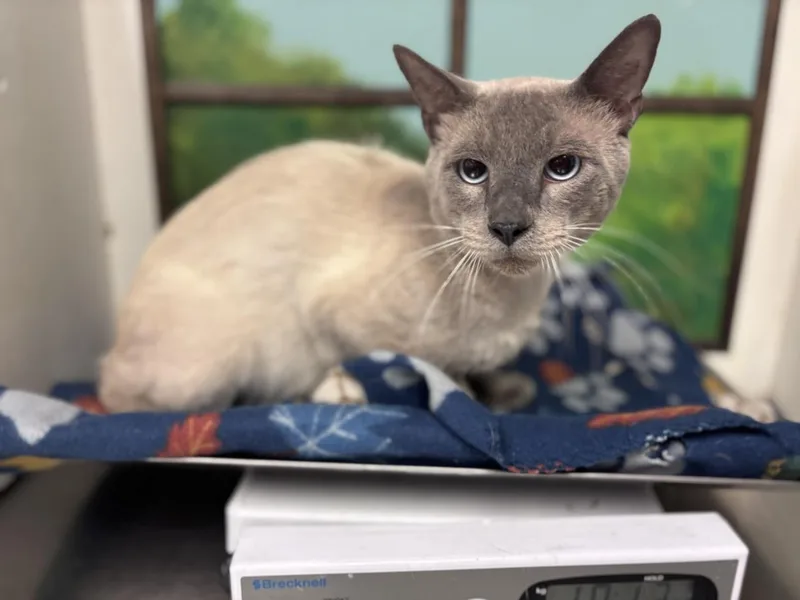 A young large-sized male Domestic Short Hair cat named Silas for adoption in Houston, TX