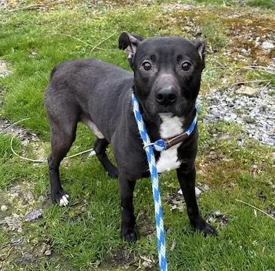 An adult medium-sized male American Staffordshire Terrier dog named Smokey for adoption in Palmyra, VA