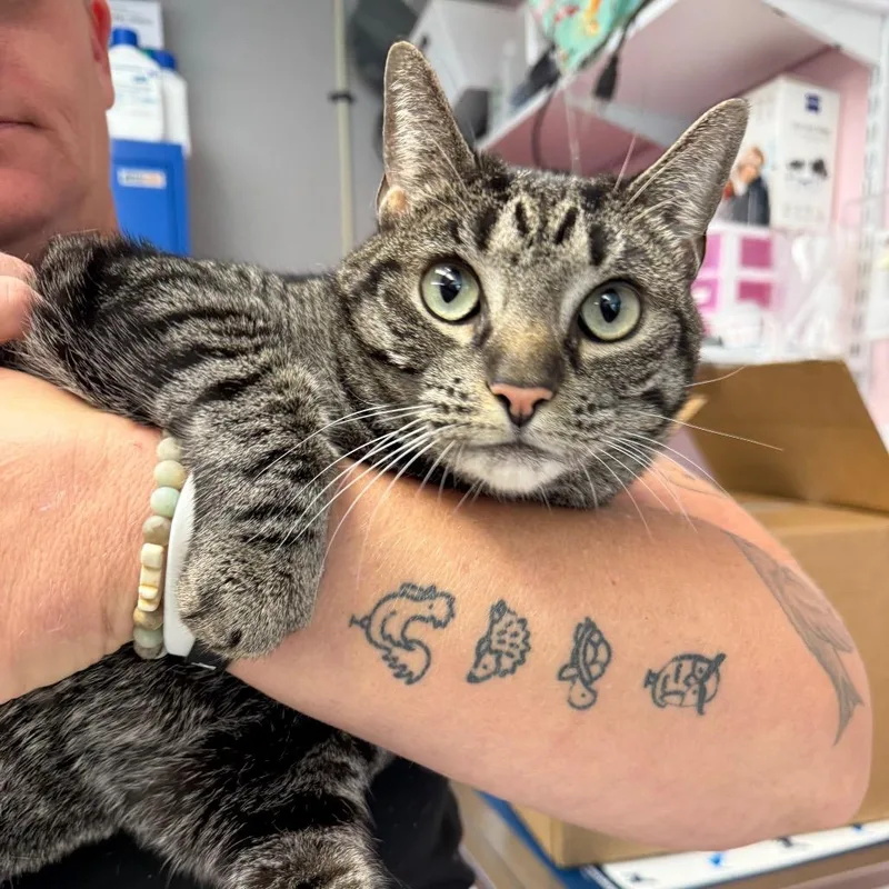 An adult large-sized female Gray / Blue / Silver Domestic Short Hair cat named Snaps for adoption in Port Richey, FL