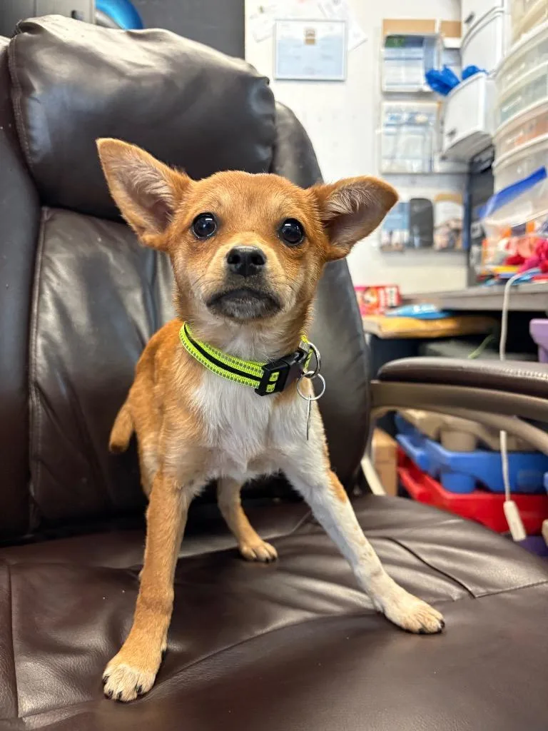 Paperclip thumbnail 2