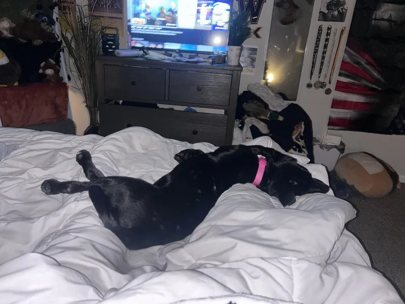 A young medium-sized female Black Labrador Retriever dog named Nadine for adoption in Monona, WI