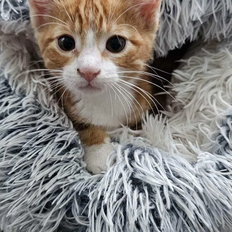 A baby medium-sized female Orange & White Domestic Short Hair cat named Mango for adoption in Sedalia, MO