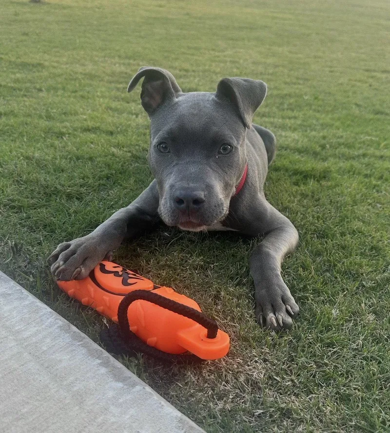 A baby large-sized male Pit Bull Terrier dog named Felix Lonestar for adoption in Rockaway, NJ