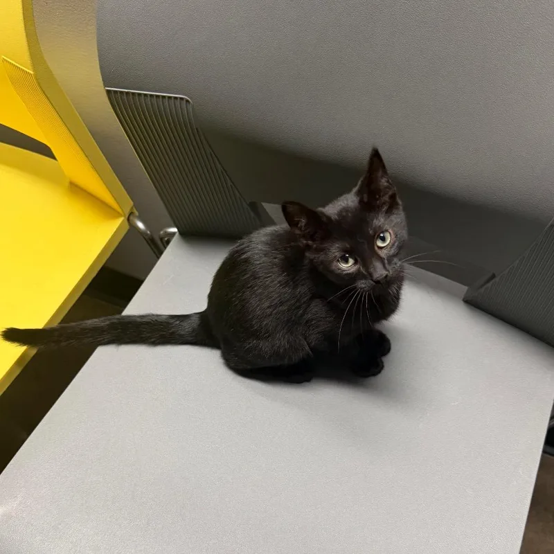 A baby small-sized male Black Domestic Short Hair cat named Feta for adoption in Edwardsville, IL