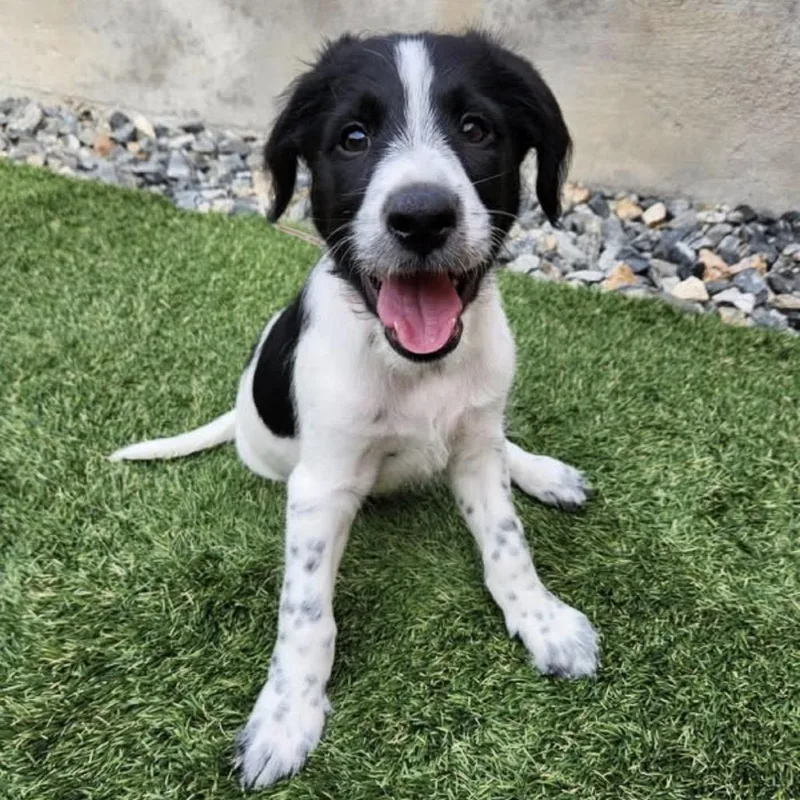 A baby small-sized male Goldendoodle dog named Oreo for adoption in Parker, CO