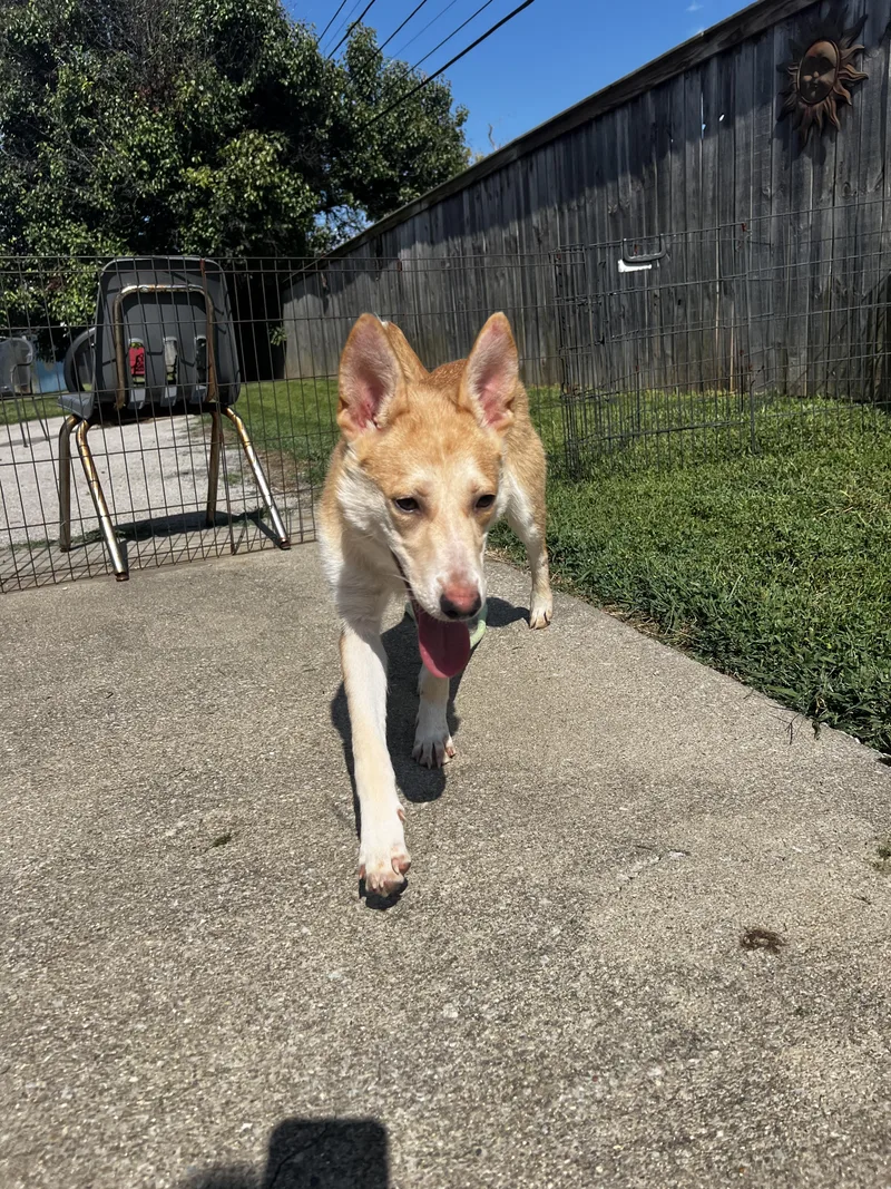 An adult medium-sized female Yellow / Tan / Blond / Fawn Terrier dog named Lucy lou for adoption in Lexington, KY