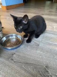 A baby small-sized male Domestic Short Hair cat named Toby for adoption in Gainesville, FL