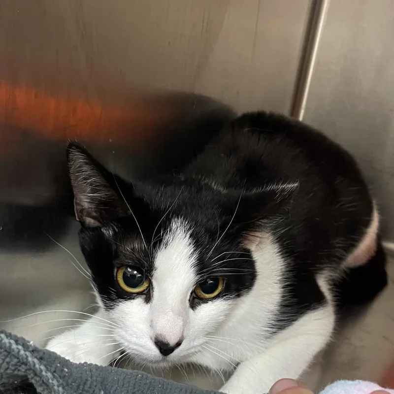 A young medium-sized female Black Domestic Short Hair cat named Chessie for adoption in Port Charlotte, FL